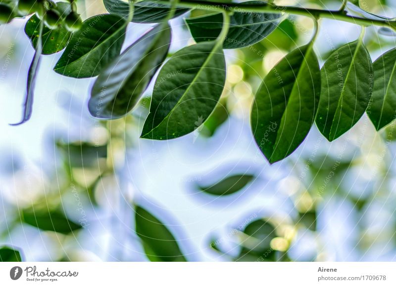 kriminell Pflanze Schönes Wetter Baum Blatt Grünpflanze exotisch Stechpalme Garten Urwald Gift Wachstum blau grün stechen gefährlich stachelig