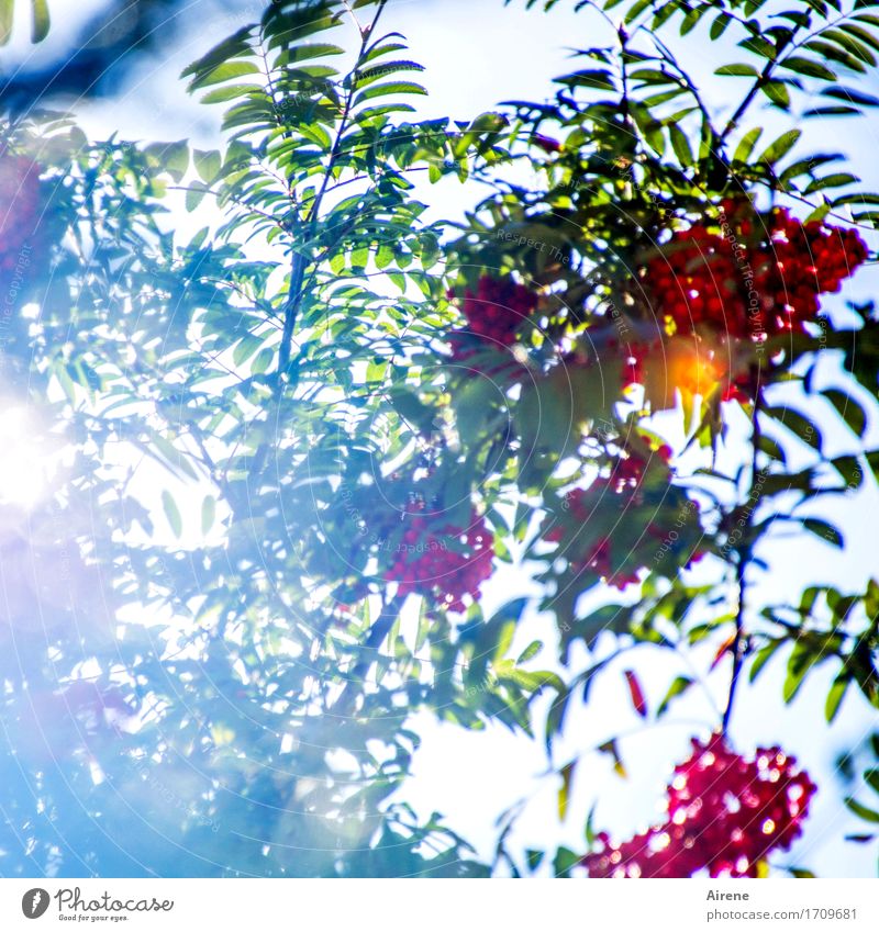 Der Vogelbeerbaum Pflanze Schönes Wetter Baum Blatt Frucht Vogelbeeren leuchten Freundlichkeit Fröhlichkeit frisch Gesundheit glänzend hell schön lecker grün