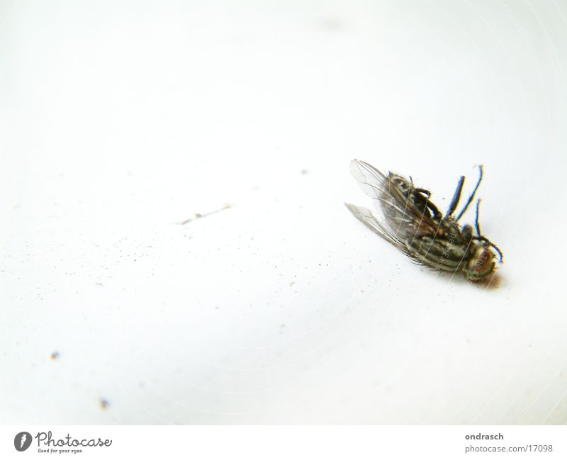 Puck ist tot Fliege Insekt ruhig Ernährung Wohnung Summse Bremse Tod gestört unruhig Lebensmittel