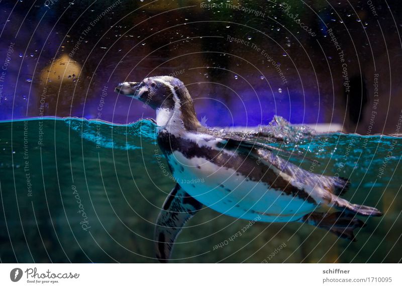 Wat? Fisch? Wo? Tier Zoo Aquarium 1 dunkel violett türkis Pinguin Humboldt-Pinguin Kunstlicht Wasser Wasseroberfläche Schwimmen & Baden Im Wasser treiben