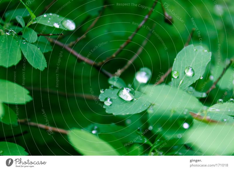 Hast du jemals den Regen gesehen? Natur Pflanze Wasser Wassertropfen Wetter Sträucher Blatt frisch glänzend nass natürlich grün Zweige u. Äste Kontrast hell