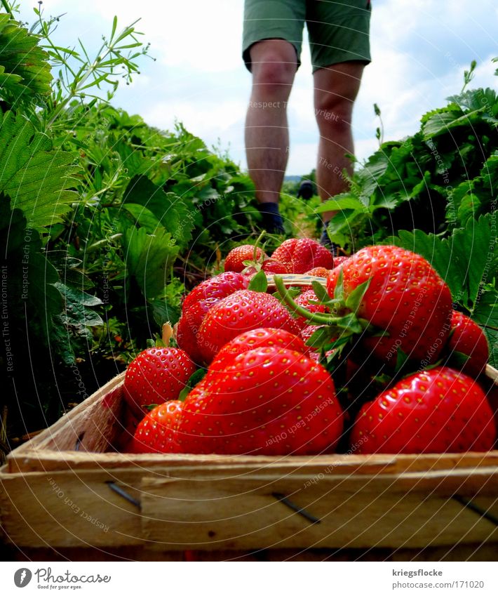 MEINE Erdbeeren!!! Frucht frisch Gesundheit lecker rot pflücken Erbeerfeld Farbfoto Außenaufnahme Tag saftig Feld Ernte Erntehelfer Froschperspektive Männerbein