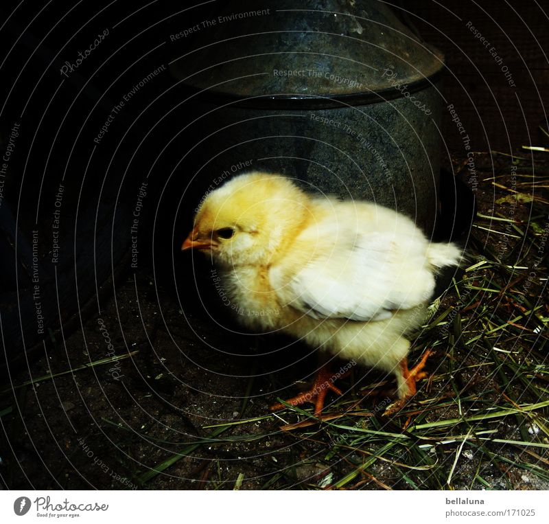 Ich wollt, ich wär ein Huhn... Tier Nutztier Vogel 1 Tierjunges Stimmung Freude Lebensfreude friedlich achtsam Wachsamkeit geduldig ruhig Küken Stall Bauernhof