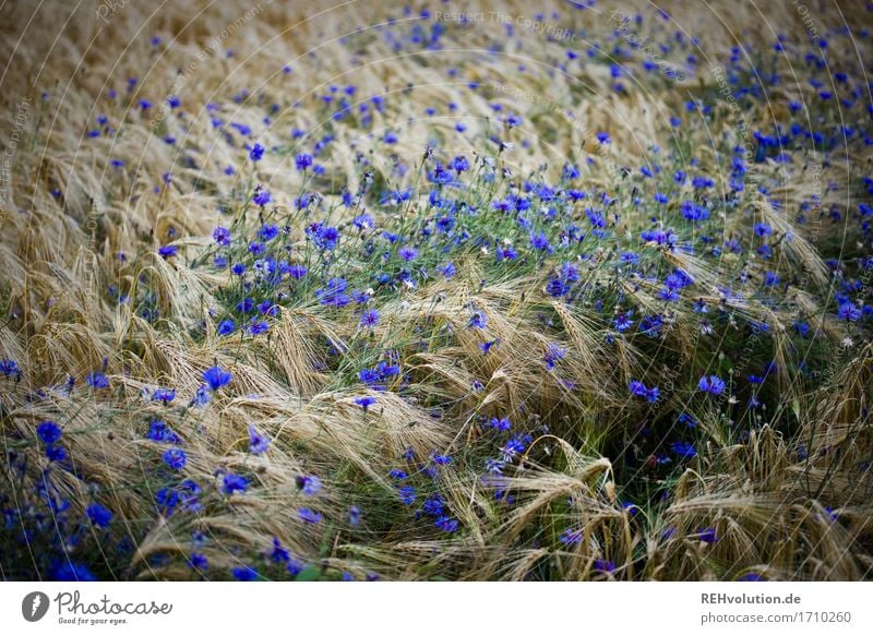 Kornblumen Umwelt Natur Landschaft Pflanze Blume Blüte Nutzpflanze Blühend nachhaltig natürlich blau Landwirtschaft Kornfeld Farbfoto Gedeckte Farben