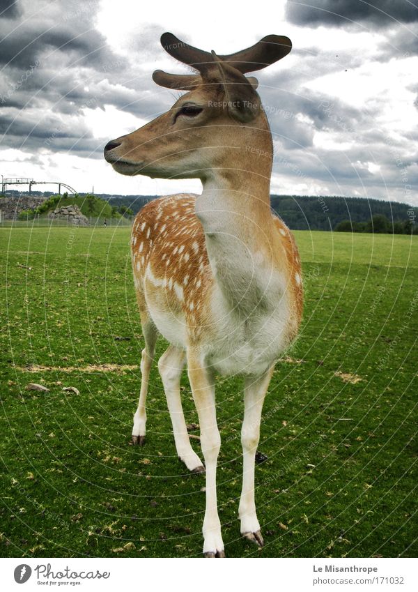 Disney's Bambi Farbfoto Außenaufnahme Tag Ausflug Umwelt Natur Gewitterwolken Frühling Gras Wiese Klotten Eifel Deutschland Tier Wildtier Zoo Hirsche beobachten