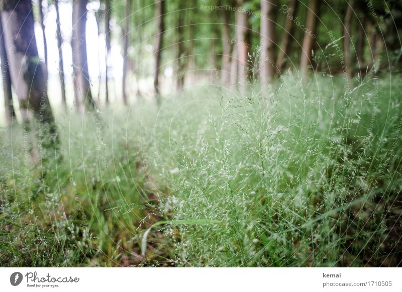 AST9 | Wo die Zecken stecken Freiheit Natur Pflanze Sommer Baum Gras Grünpflanze Wald frisch grün Unterholz Gräserblüte viele Farbfoto Gedeckte Farben