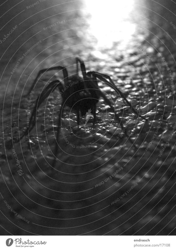 Spinne am Abend Tier Insekt gruselig Ekel dunkel krabbeln Spider Angst Silhouette Schwarzweißfoto