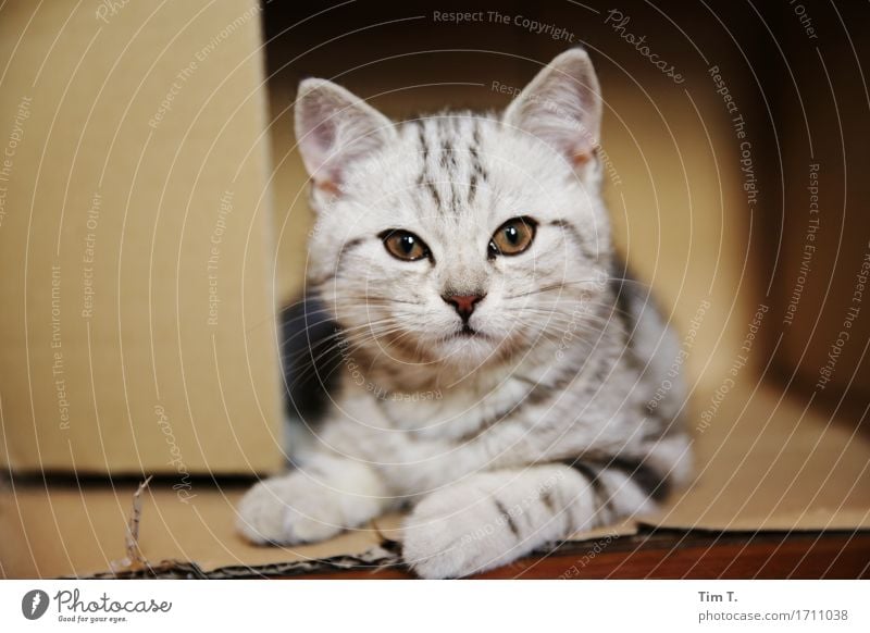 keine Ruhe im Karton Tier Haustier Katze 1 Wachstum Hauskatze Auge liegen Farbfoto Innenaufnahme Menschenleer Tag