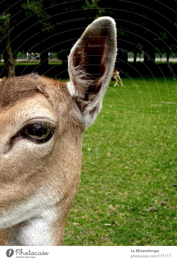 Disney's Bambi III Farbfoto Außenaufnahme Tag Vorderansicht Ausflug Klotten Umwelt Natur Baum Gras Wiese Eifel Deutschland Tier Wildtier Tiergesicht Reh 1