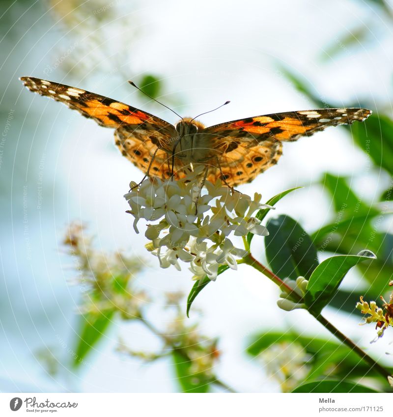 Saugschlürfender Flugrüssler Umwelt Natur Pflanze Tier Frühling Sommer Sträucher Blüte Grünpflanze Wildpflanze Park Wildtier Schmetterling Flügel Distelfalter 1