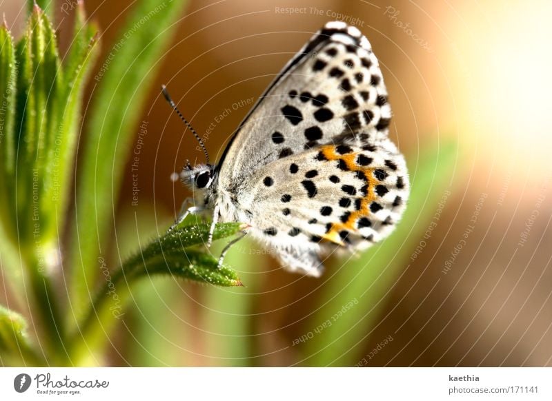 butterfly effect - third round Farbfoto Außenaufnahme Makroaufnahme Tag Sonnenlicht Schwache Tiefenschärfe Umwelt Natur Sommer Pflanze Gras Wiese Tier