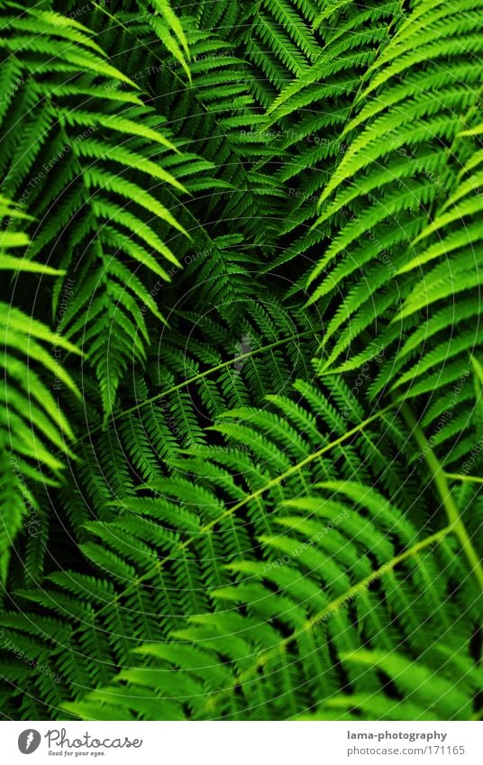 tropical curtain (Dschungel) Farn Feng Shui Urwald Palme grün Farbfoto Außenaufnahme Nahaufnahme Detailaufnahme Makroaufnahme Strukturen & Formen