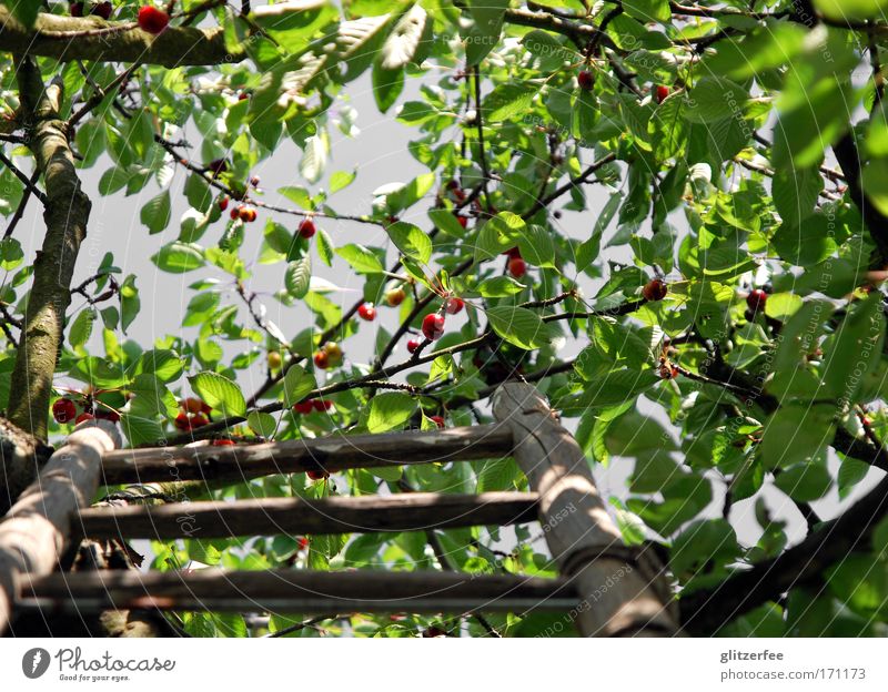 cherry cherry ladder Farbfoto Außenaufnahme Tag Schatten Kontrast Froschperspektive Blick nach oben Glück Leben Wohlgefühl Zufriedenheit Garten Umwelt Natur