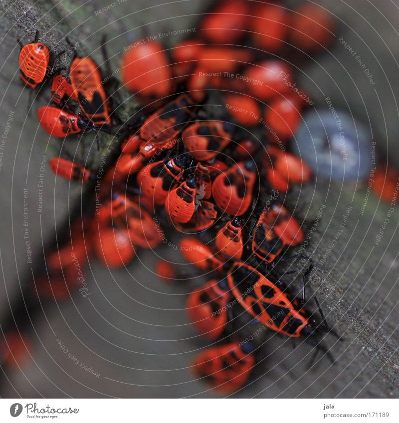 Familienzusammenhalt Farbfoto Nahaufnahme Makroaufnahme Tag Tierporträt Natur Garten Park Wiese Käfer Tiergruppe Rudel braun rot Versammlung Holz Team