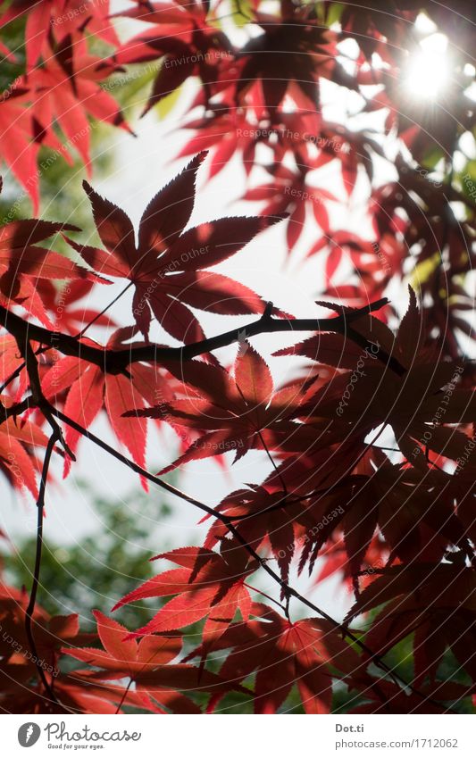 Ohayô Nihon! Natur Pflanze Sonne Sonnenlicht Baum Blatt Garten Park Japan Asien rot ruhig Idylle Japanischer Ahorn Farbfoto Außenaufnahme Detailaufnahme