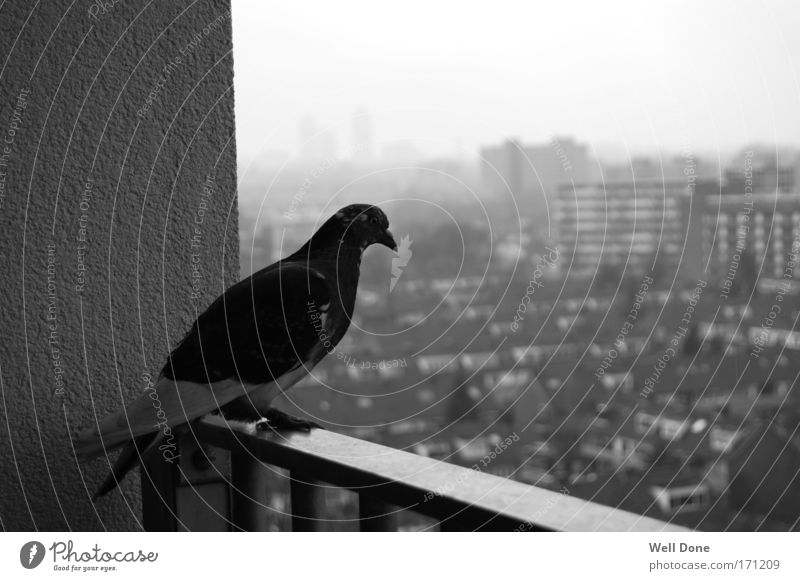 Ratten der Lüfte Ferne Stadt Stadtrand Menschenleer Hochhaus Taube ruhig Vogel Schwarzweißfoto ausblick Außenaufnahme Morgen Unschärfe Schwache Tiefenschärfe