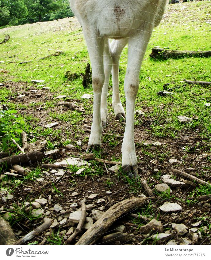Disney's Bambi IV Farbfoto Außenaufnahme Tag Tierporträt Ausflug Klotten Vergnügungspark Umwelt Natur Erde Baum Gras Wiese Eifel Deutschland Wildtier Fell Pfote