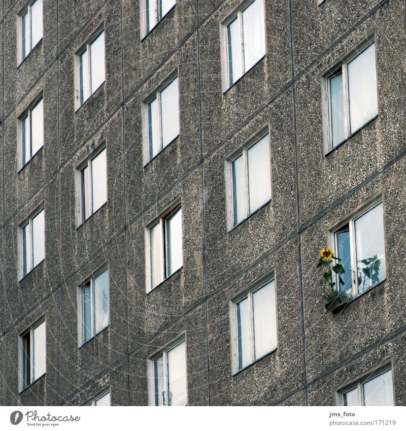 Die Sonnenblume am Fenster Farbfoto Gedeckte Farben Außenaufnahme Menschenleer Starke Tiefenschärfe Totale Haus Blume Hochhaus Fassade einzigartig Optimismus