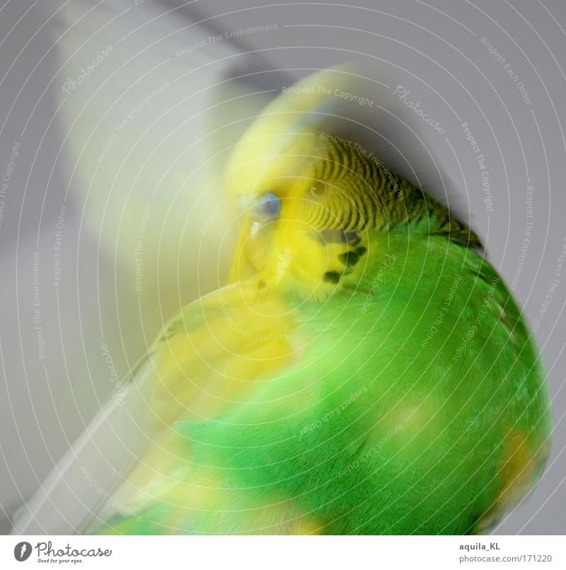 Putze Putze Farbfoto Blick in die Kamera Tier Haustier Wildtier Flügel Reinigen Geschwindigkeit Wellensittich grün gelb Australien