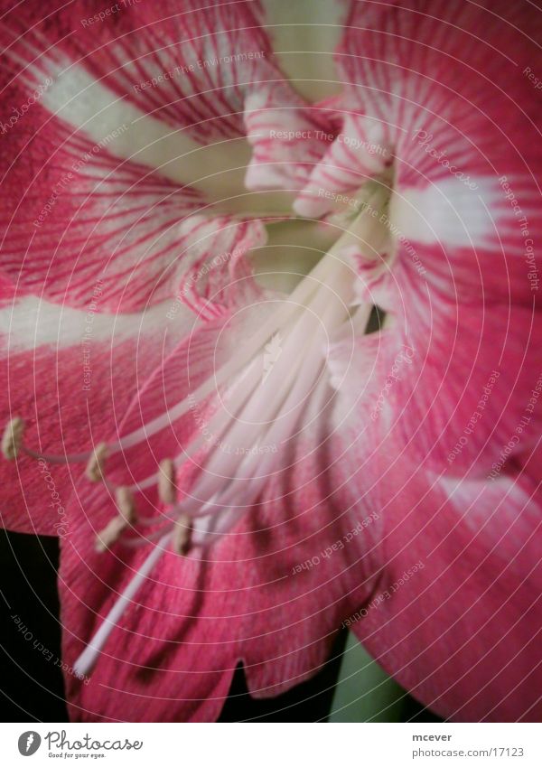 amaryllis Blume rot schön Detailaufnahme