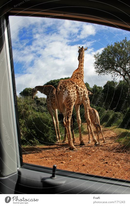 Blick aus dem Auto in Afrika Farbfoto Außenaufnahme Menschenleer Tag Sonnenlicht Zentralperspektive Tierporträt Natur Landschaft Wegkreuzung PKW Wildtier
