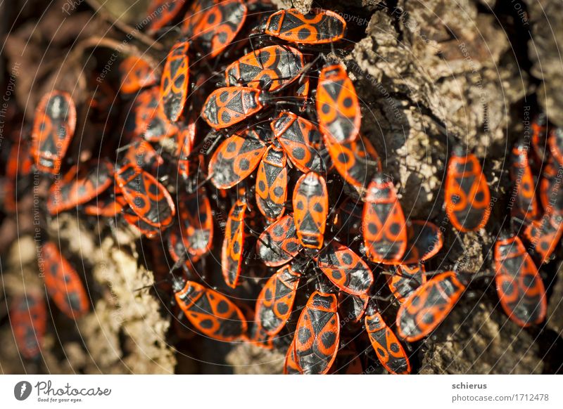 Feuerwanzen Tier Käfer Insekt Tiergruppe Zeichen Ornament exotisch rot schwarz Gemeinschaft Farbfoto Außenaufnahme Nahaufnahme Makroaufnahme