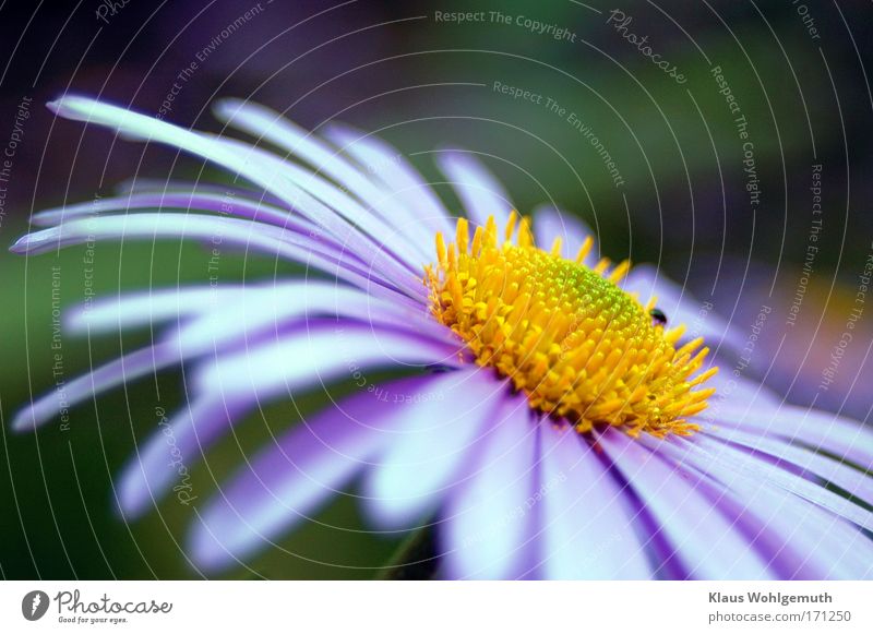 Nahaufnahme einer lila Blüte Farbfoto mehrfarbig Außenaufnahme Makroaufnahme Schatten Schwache Tiefenschärfe Totale Blick nach vorn Natur Pflanze Sommer Blume