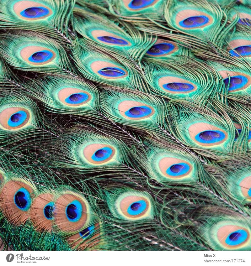 Schmuck Farbfoto mehrfarbig Nahaufnahme Detailaufnahme Tier Vogel Flügel Zoo Brunft elegant glänzend schön Stolz eitel exotisch Farbe Natur Pfau Pfauenfeder