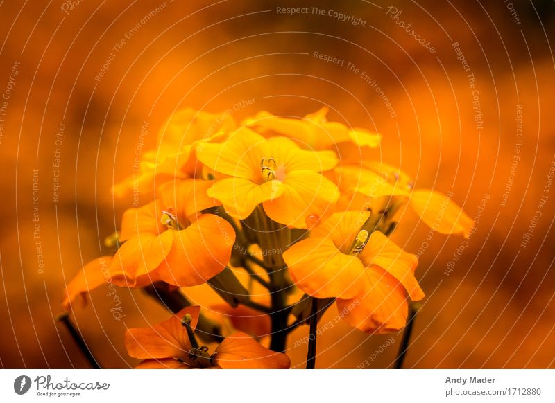 Goldlack (Cheiranthus cheiri) Natur Pflanze Frühling Blume Blüte Grünpflanze Garten Park Duft schön orange mehrfarbig Außenaufnahme Nahaufnahme Makroaufnahme