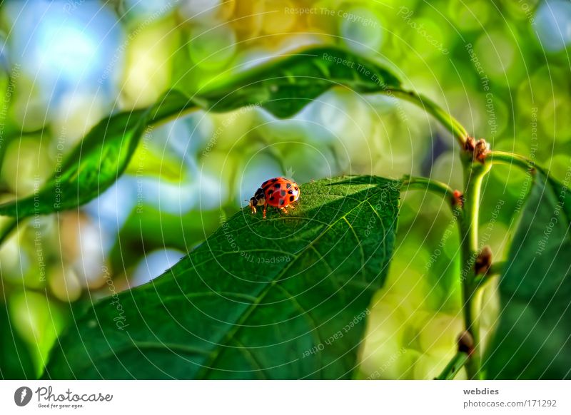 ein freund Farbfoto Außenaufnahme Detailaufnahme Morgen Schatten Natur Pflanze Tier Frühling Schönes Wetter Blatt Grünpflanze Käfer 1 Fröhlichkeit Zufriedenheit