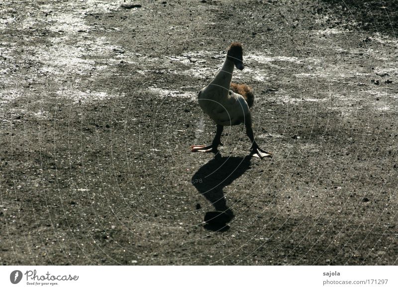 unentschlossen Tier Nutztier Ente Vogel 1 stehen warten dunkel natürlich niedlich braun grau achtsam Wachsamkeit Angst Nervosität watscheln Indonesien Wärme