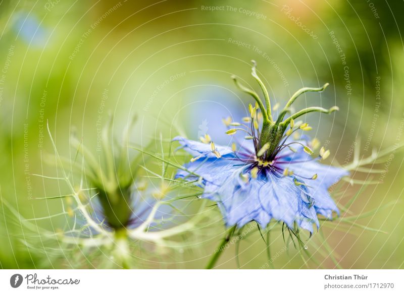 Nigella damascena Leben harmonisch Wohlgefühl Zufriedenheit Sinnesorgane Erholung ruhig Meditation Freizeit & Hobby Umwelt Natur Sommer Schönes Wetter Pflanze