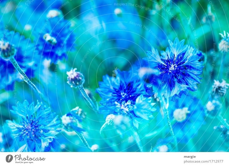 Kornblumen blau Pflanze Sommer Blume Blüte Grünpflanze Garten Park grün Blühend Beet Querformat Farbenspiel Blütenknospen Blatt Blütenstauden Feld Farbfoto