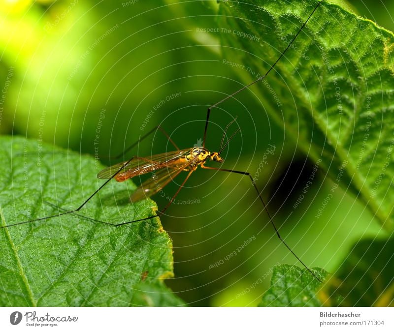 Schnakenhans Insekt Stechmücke Stelzmücke Zweiflügler Fühler Antenne Auge Facettenauge Flügel Beine lang Makroaufnahme Nahaufnahme grün Sommer sonnen Blatt