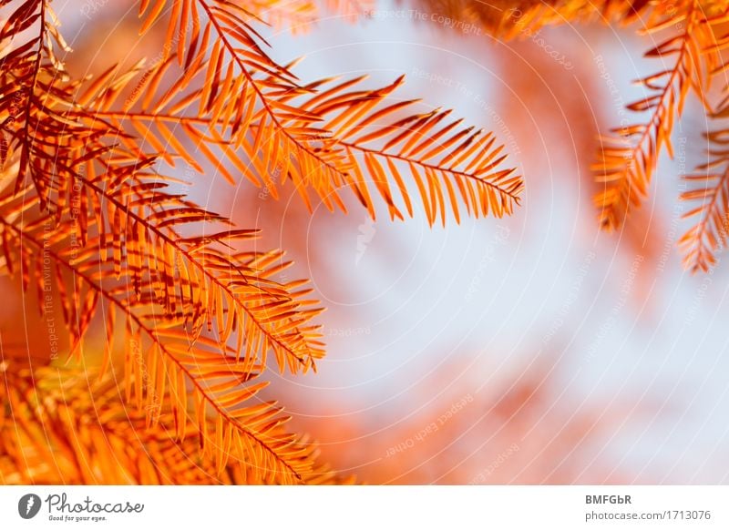 Herbstleuchten Umwelt Natur Landschaft Pflanze Klima Wetter Baum Blatt Zypresse Nadelbaum Garten Park außergewöhnlich schön natürlich orange Zufriedenheit