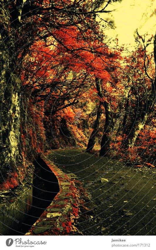 Weg Farbfoto Außenaufnahme Tag Tourismus Pflanze Frühling Sommer Herbst Baum Wald Menschenleer Wege & Pfade laufen kalt Wärme braun gelb gold rot Vertrauen
