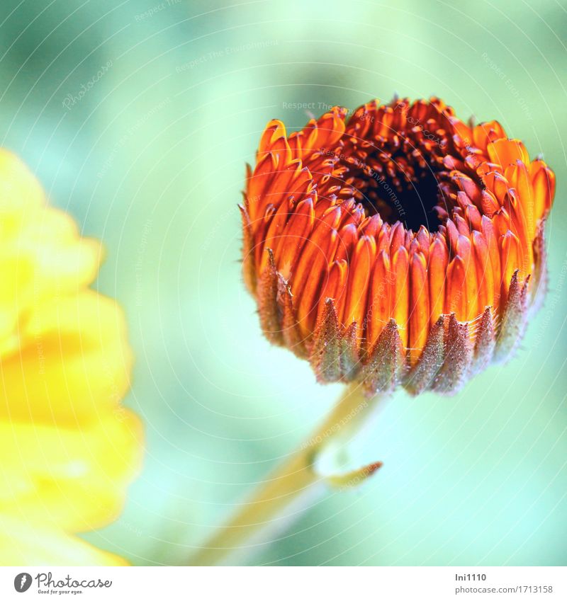 Blüte der Ringelblume Natur Pflanze Sommer Schönes Wetter Blume Nutzpflanze Garten Park Wiese schön braun grau orange rot schwarz türkis Calendular Kosmetik