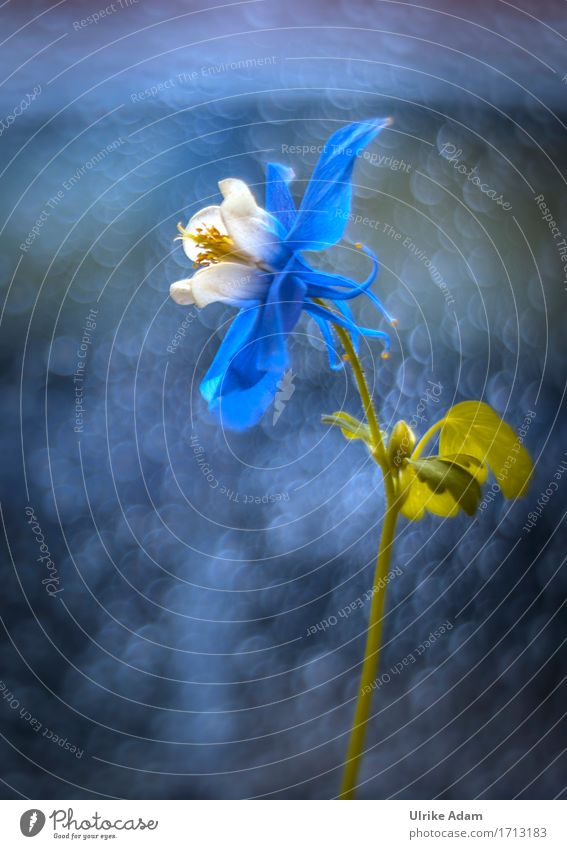 Blaue Königin Natur Pflanze Wassertropfen Frühling Sommer Blume Sträucher Blatt Blüte Topfpflanze Akelei Garten Park Dekoration & Verzierung Sammlerstück
