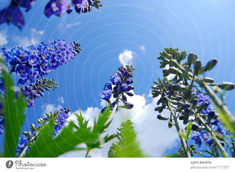hoch hinaus Umwelt Natur Pflanze Himmel Wolken Sommer Schönes Wetter Blume Blüte Wachstum Duft schön blau grün violett weiß emporragend Höhe Blühend Rittersporn