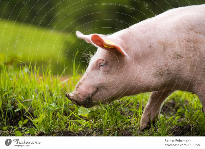 ein glückliches Hausschwein auf einer Wiese Umwelt Natur Frühling Sommer Tier Haustier Nutztier "Schwein Hausschwein" 1 Fressen liegen genießen Gesundheit
