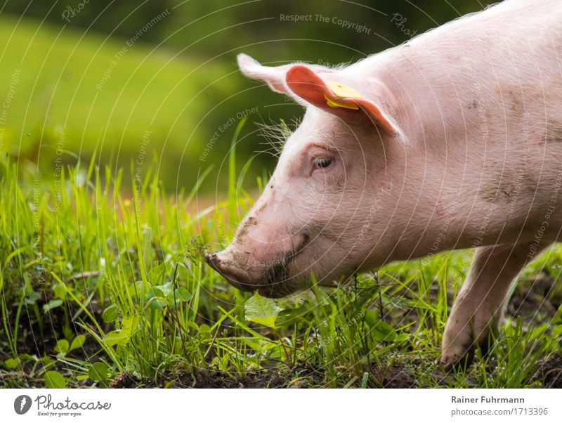 ein glückliches Hausschwein Tier Haustier Nutztier "Schwein Hausschwein" 1 Natur "Wiese Weide ökologisch nachhaltig glücklich" Farbfoto Außenaufnahme