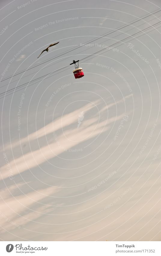 Hoch hinaus Außenaufnahme Luftverkehr Seilbahn Vogel Möwe Lachmöwe frei im Flugzeug Höhenflug Niveau Himmel (Jenseits) Ferne Wolken fliegen Drahtseil