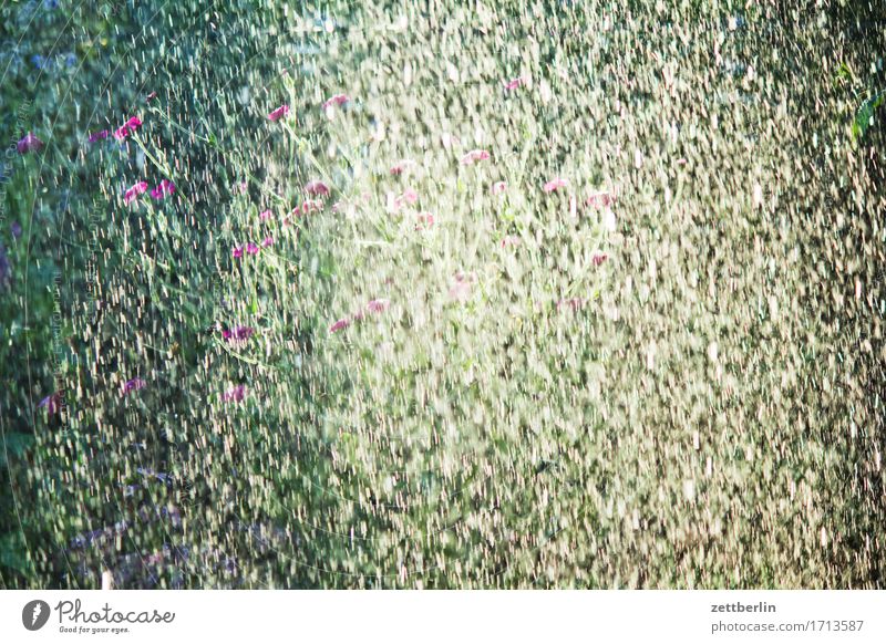 Lichtnelke hinter Rasensprenger Bewässerung Garten gießen Hintergrundbild Schrebergarten Klima Menschenleer Regen Regenwasser stark Textfreiraum Wasser