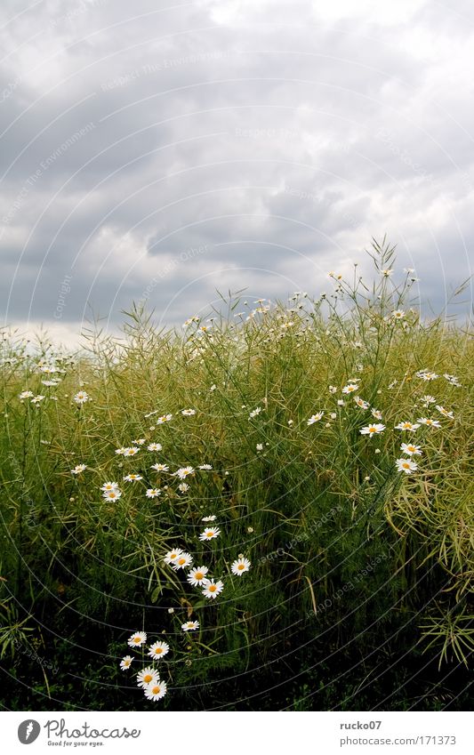 G-Blümchen Farbfoto Außenaufnahme Menschenleer Tag Pflanze Himmel Wolken Blume Gras Wildpflanze Feld gelb grau grün weiß Wachstum