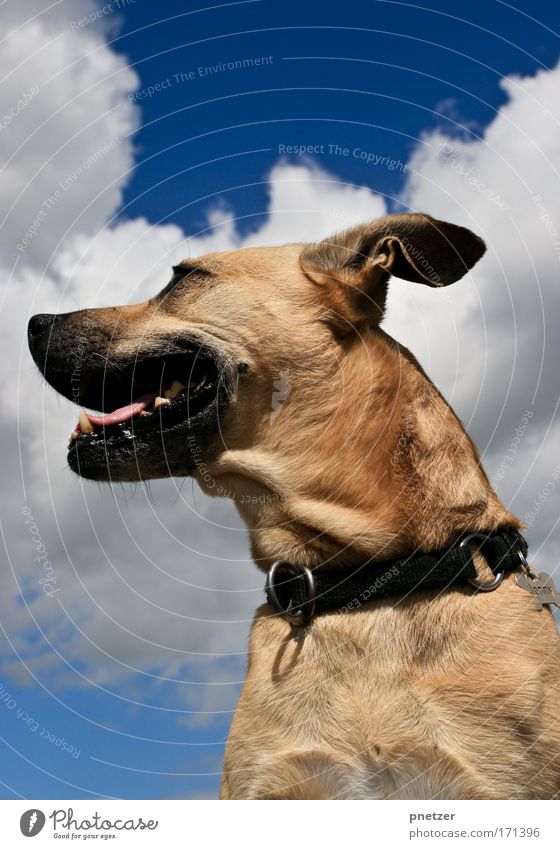 Jonny Farbfoto Außenaufnahme Tag Starke Tiefenschärfe Froschperspektive Wegsehen Natur Luft Himmel Wolken Sommer Schönes Wetter Tier Haustier Hund Tiergesicht 1
