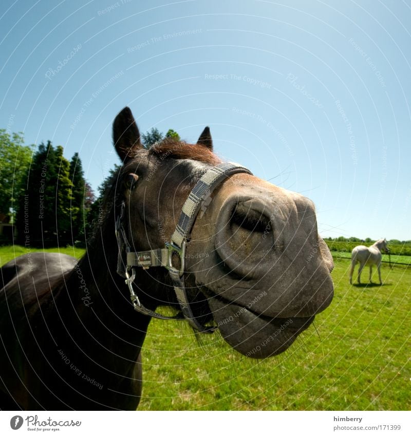 eine pferdestärke Farbfoto mehrfarbig Außenaufnahme Detailaufnahme Textfreiraum oben Textfreiraum unten Weitwinkel Tierporträt Blick Blick in die Kamera