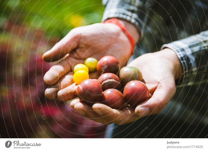 Ernte II - Die ersten eigenen Tomaten Lebensmittel Gemüse Ernährung Bioprodukte Vegetarische Ernährung Italienische Küche Lifestyle Glück Gesundheit