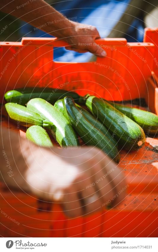 Ernte I Lebensmittel Gemüse Zucchini Gurke Ernährung Bioprodukte Vegetarische Ernährung Lifestyle Gesundheit Gesunde Ernährung Freizeit & Hobby Erntedankfest