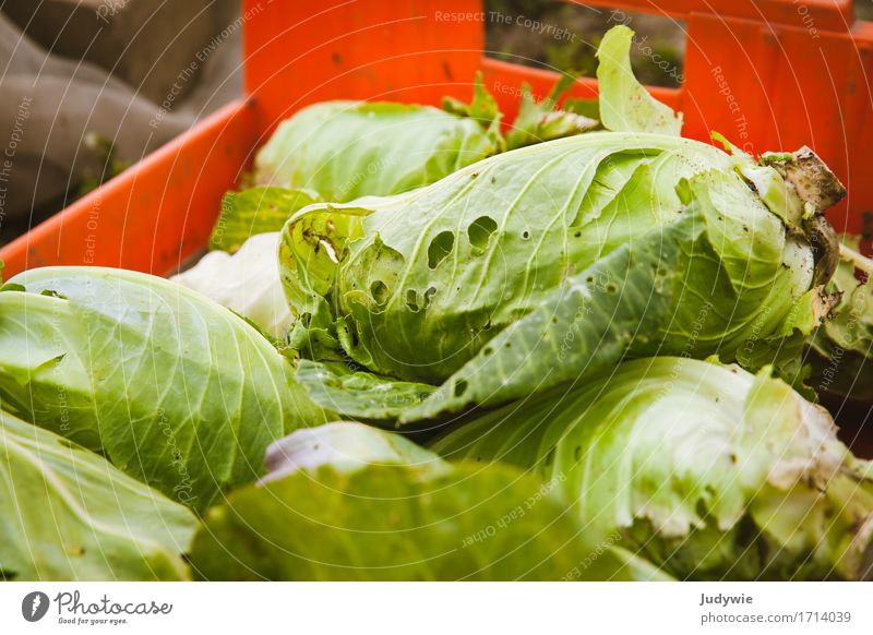 Ernte III - Schneckendelikatesse Lebensmittel Gemüse Salat Salatbeilage spitzkohl Kohl Ernährung Bioprodukte Vegetarische Ernährung Diät Umwelt Natur Herbst