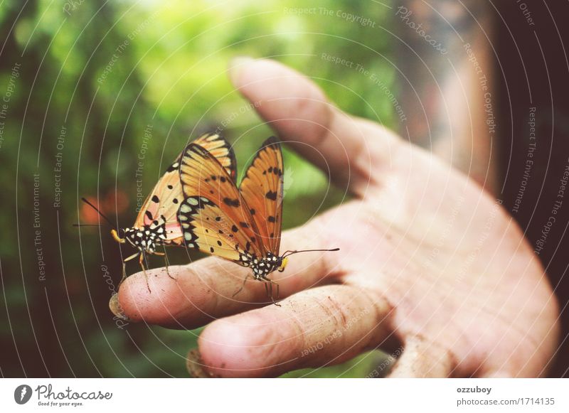 Schmetterlinge Mensch Junge Frau Jugendliche Hand Finger 1 18-30 Jahre Erwachsene Natur Tier Frühling Sommer Wald Nutztier Wildtier 2 dreckig authentisch frei